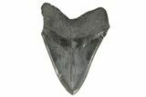 Serrated, Fossil Megalodon Tooth - South Carolina River Meg #264539-2